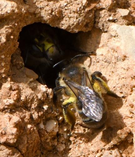 Andrena sp.